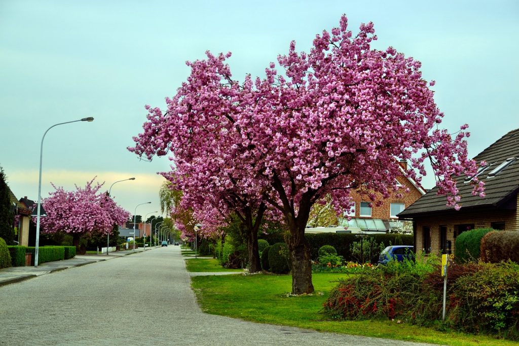 Featured image for the Pasadena Neighborhoods: A Mosaic of Diversity and Charm Blog Article